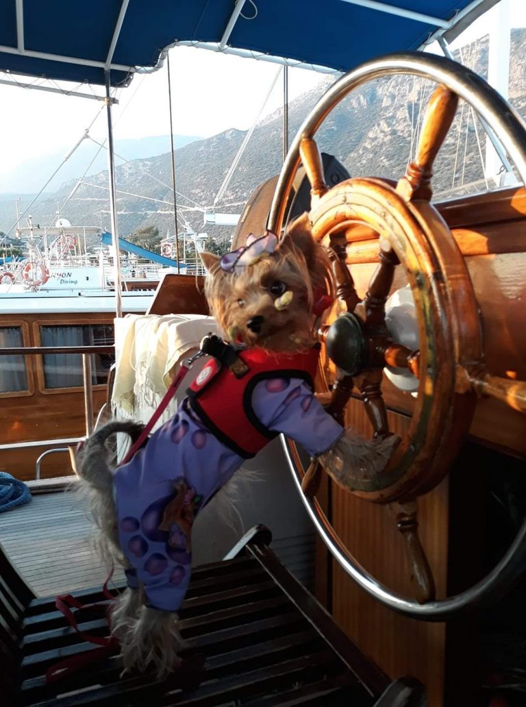 Pet Friendly Cruises