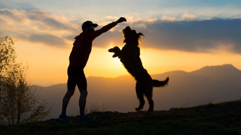 Why Does Exercising Your Dog Make Sense?