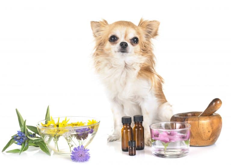 Are Essential Oils Safe For Dogs?