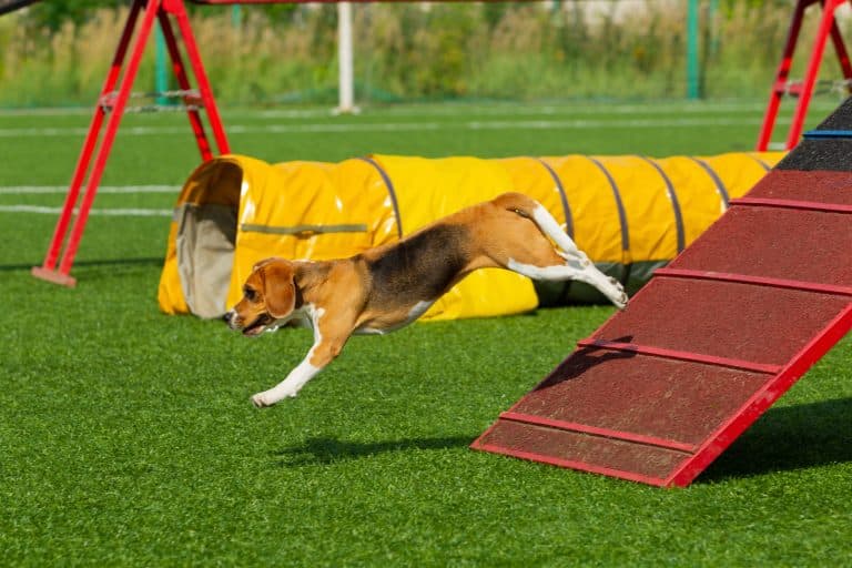 Dog Agility Training Tunnel