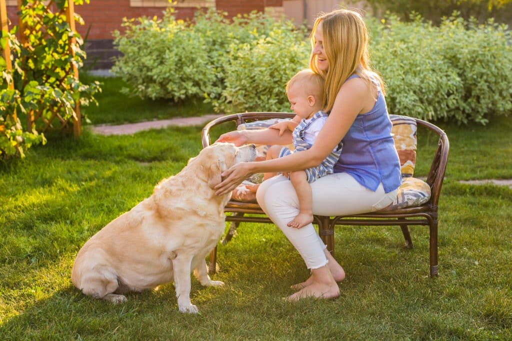 understanding dog body language