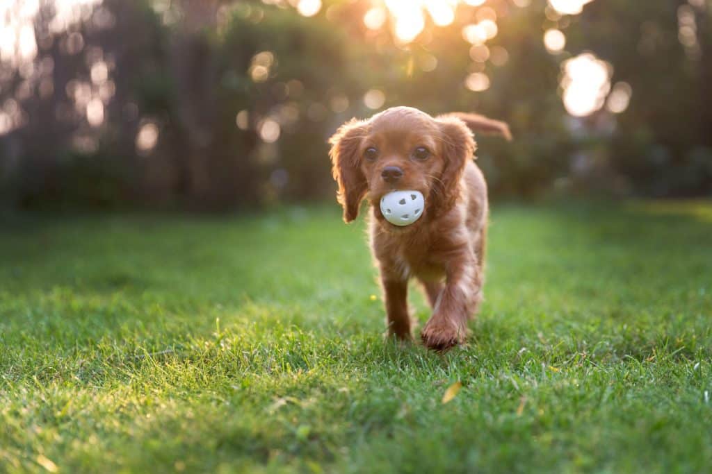 How Much Exercise Does A Dog Need Everyday? -Start Here-