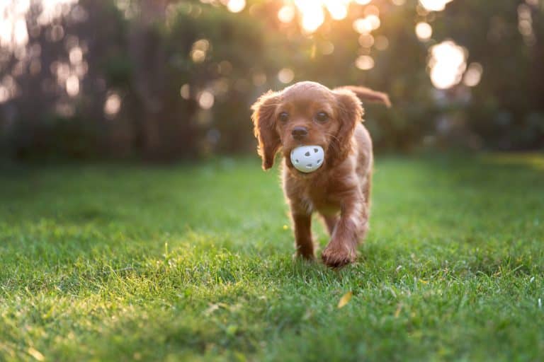 Is It Okay For My Dog To Exercise Themselves In The Garden?