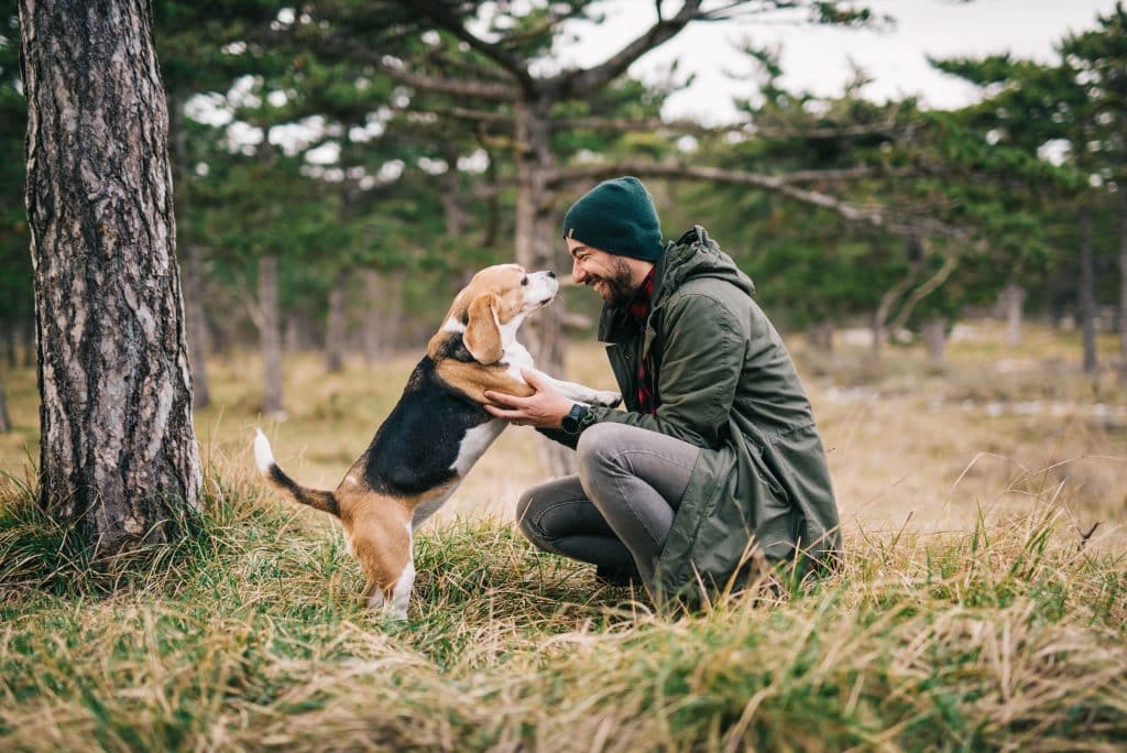 Dog Body Language