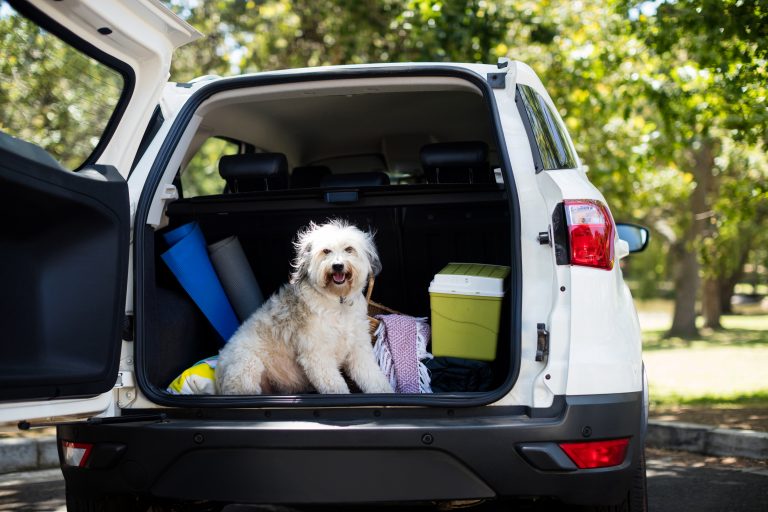 Traveling With Your Dog by car