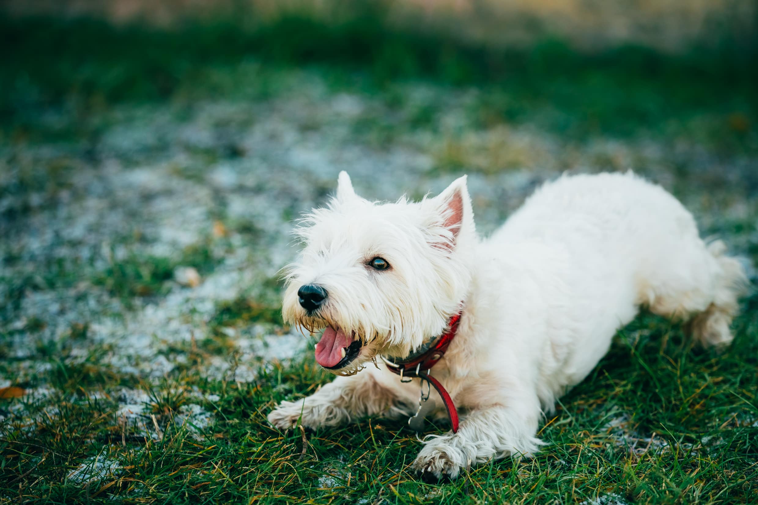 Dog Body Language: Speak Fluent Woof