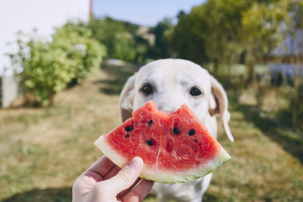 what fruits can dogs eat