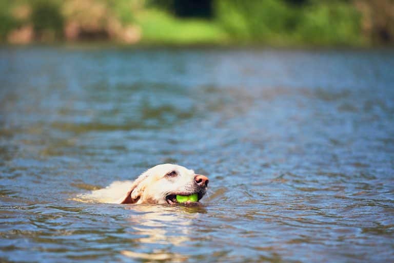 How Do Americans Exercise Their Dogs?