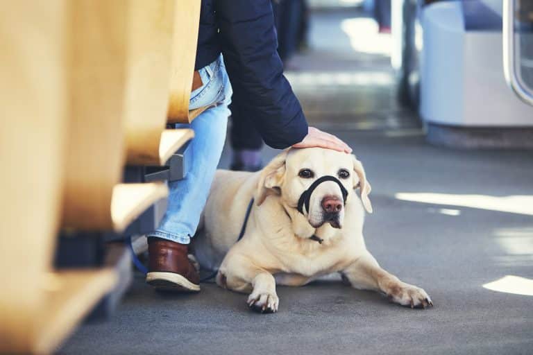 Traveling With Your Dog by bus