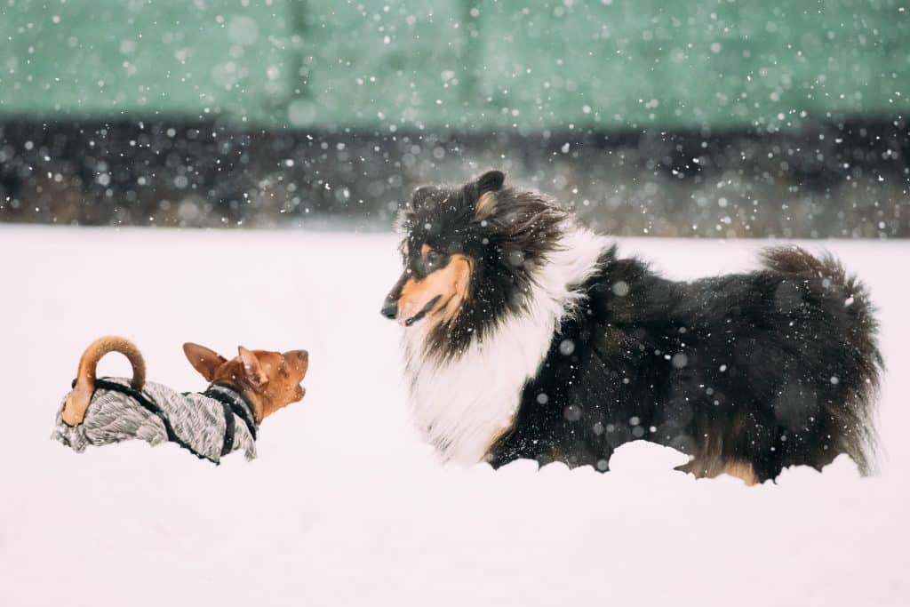 How Do Dogs Communicate with Each Other?