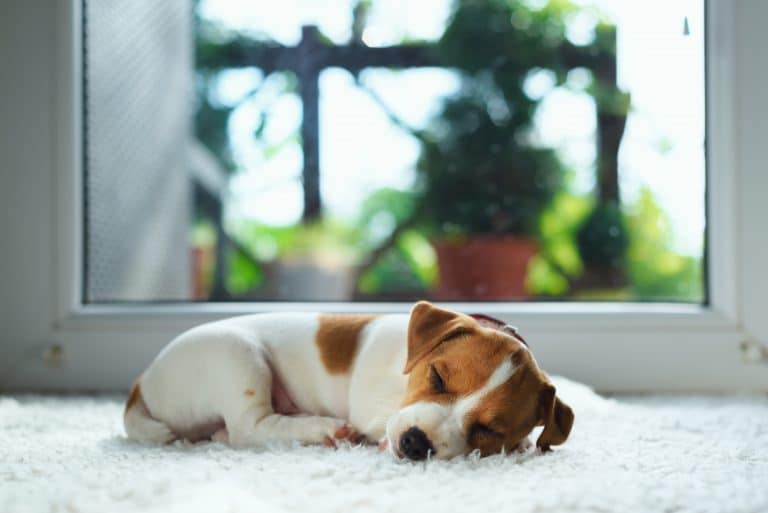 What You Should Do If Your Dog Has Separation Anxiety
