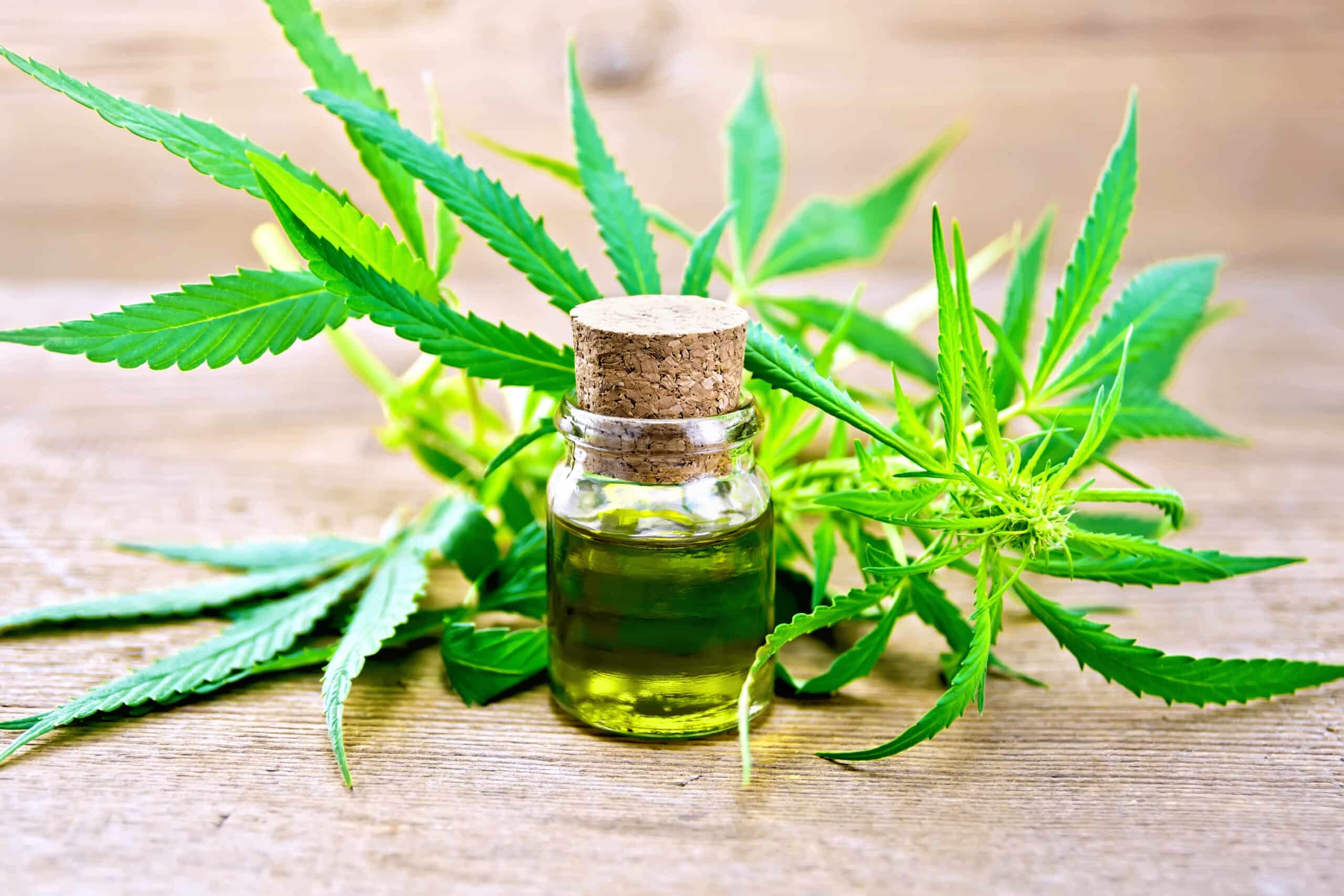 CBD Oil for Dogs : What you need to know about CBD Oil