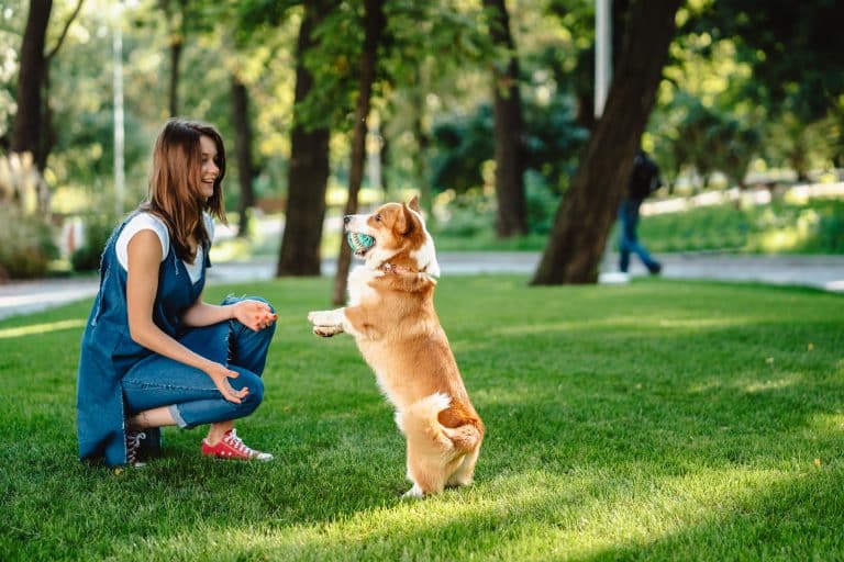 how to make a homemade dog clicker