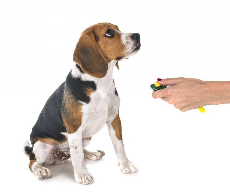 Dog Clicker Training