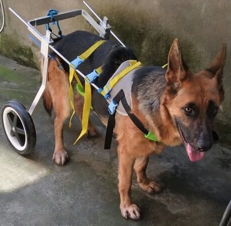 Adjustable Dog Pet Wheelchair, Hind Legs Rehabilitation, 7 Sizes (0-110lbs)