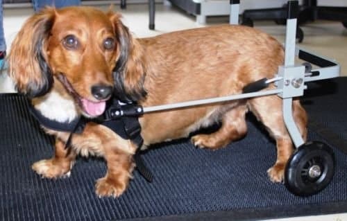 Huggiecart Dog Wheelchair Size 3 R for Small Dog Approximate Weight 18 to 40 Lbs