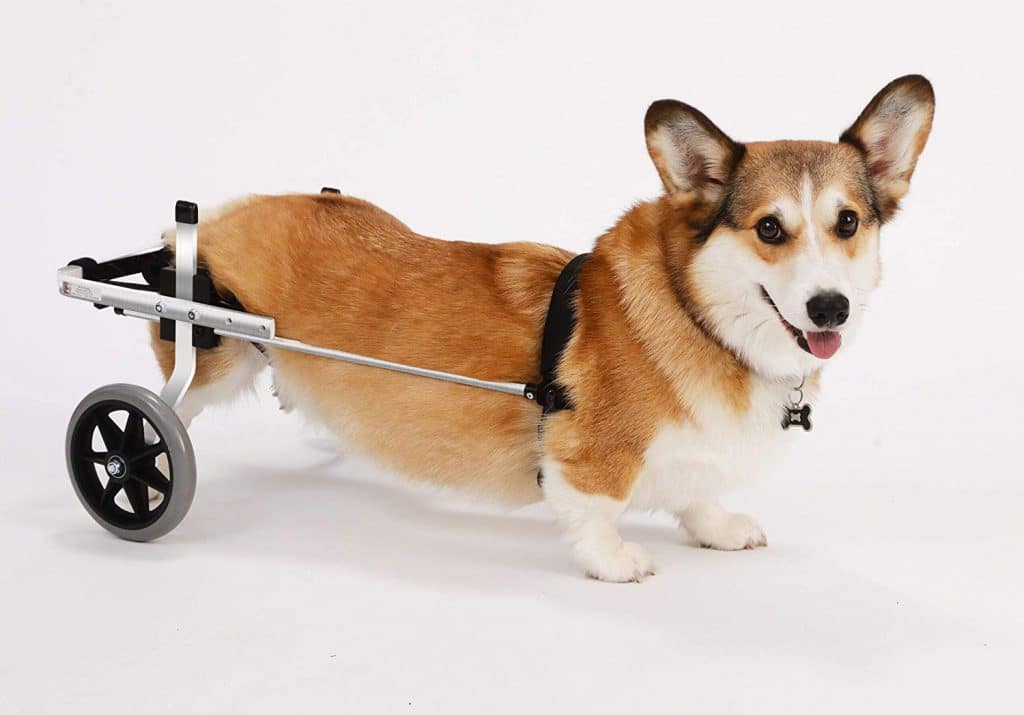 K9 Carts Veterinarian Established