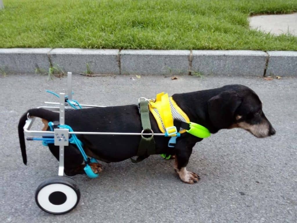 Newlife Mobility Adjustable Dog Wheelchair for long body-short legs