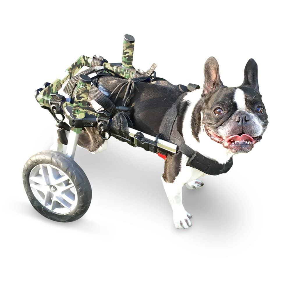 Walkin' Wheels Dog Wheelchair - for Small Dogs 11-25 lbs - Veterinarian Approved - Wheelchair for Back Legs