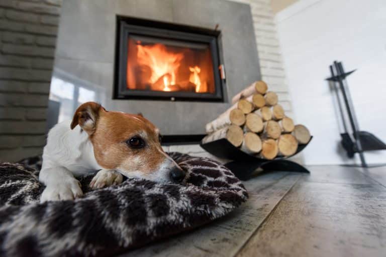 Best Dog House Heaters