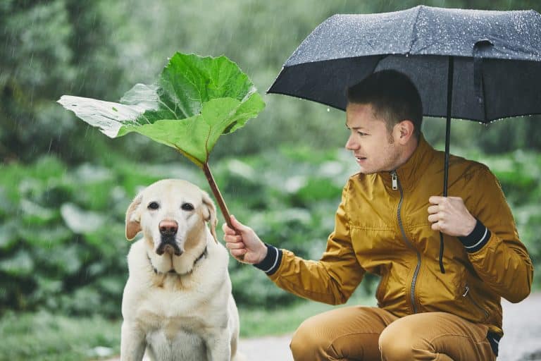 dog walking umbrella