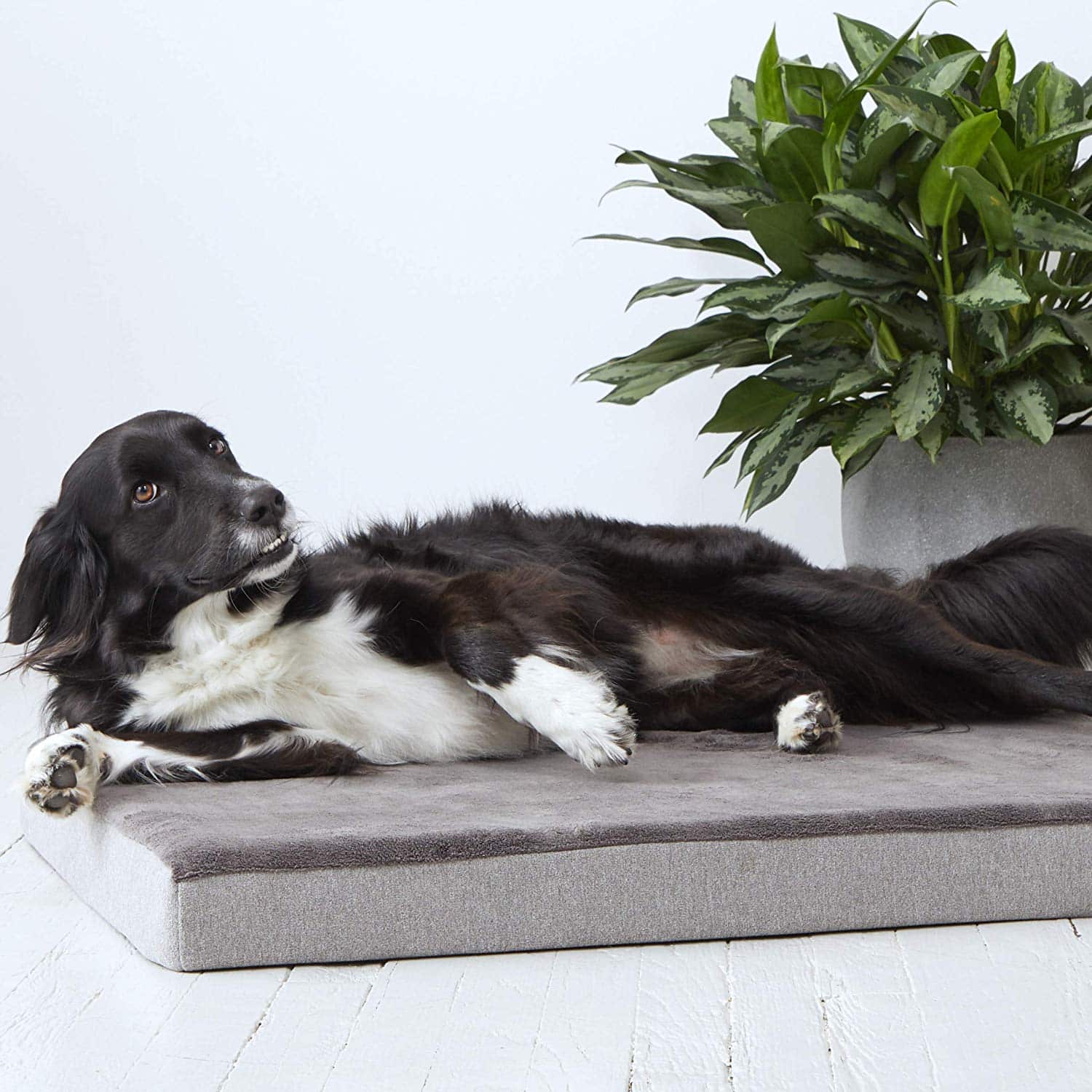 BarkBox Memory Foam Dog Bed Plush Orthopedic Joint-Relief