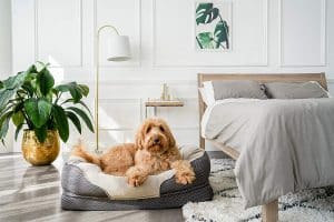 BarksBar Gray Orthopedic Dog Bed - Snuggly Sleeper - with Grooved Orthopedic Foam