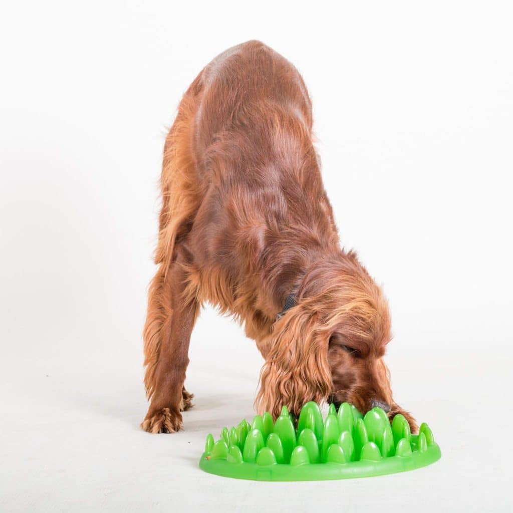 Green Interactive Feeder