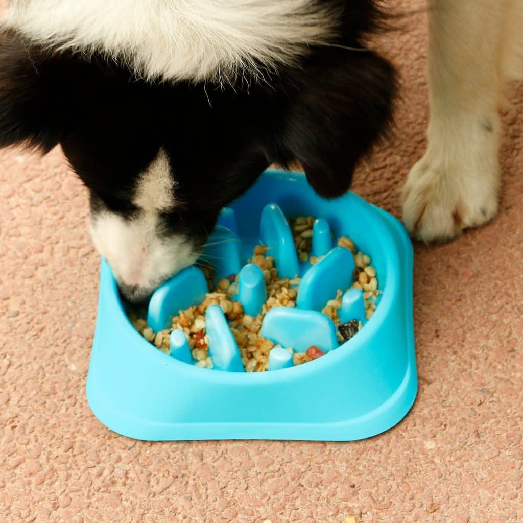 JASGOOD Dog Feeder Slow Eating Pet Bowl Eco-Friendly