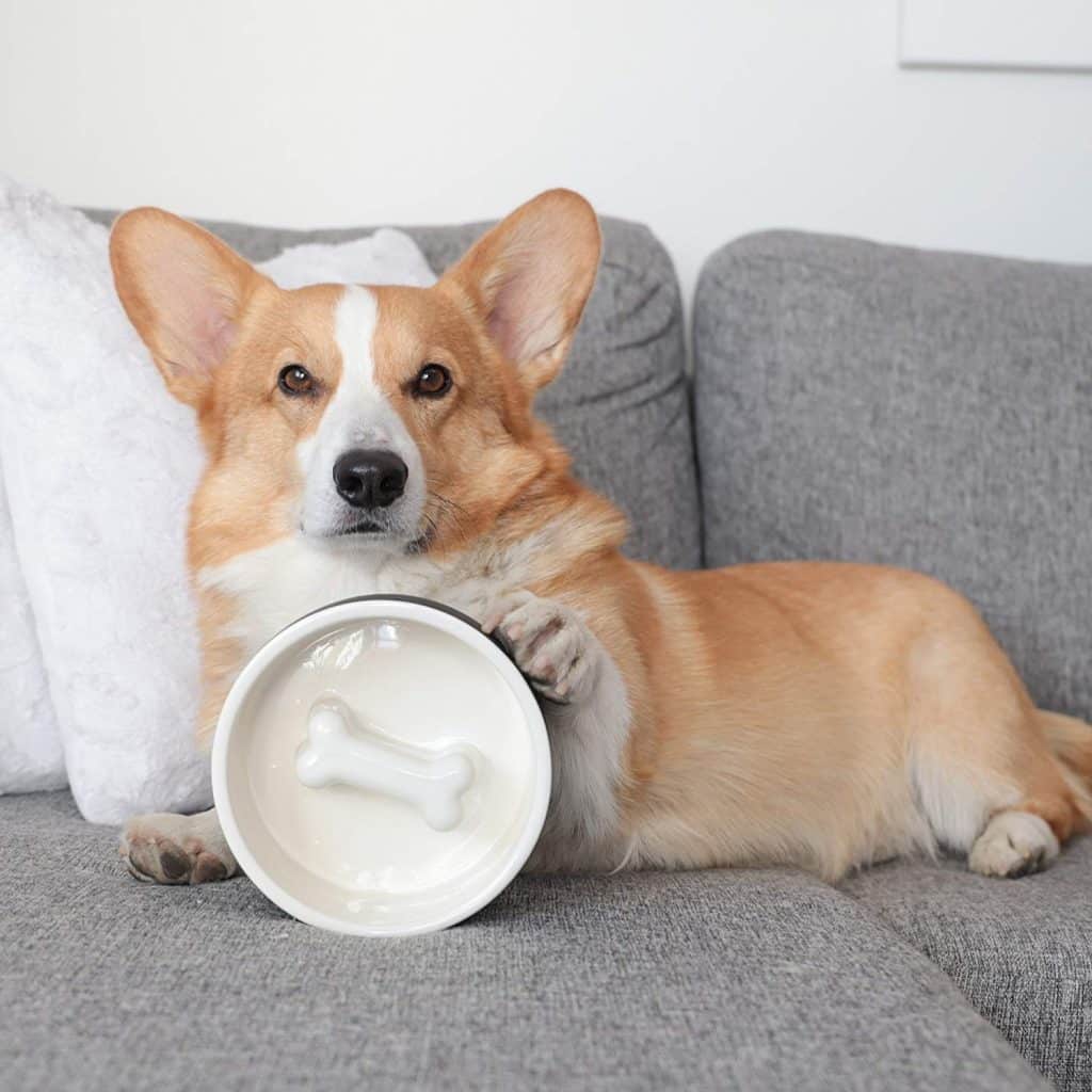 Magisso Happy Pet Project Naturally Cooling Ceramics Food Bowl