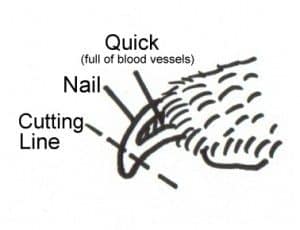 dog nail anatomy