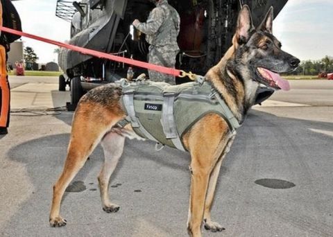 Cairo, a Belgian Malinois