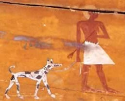 Dogs in Egypt