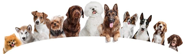 Evolution of Dog Breeds and Their Places of Origin