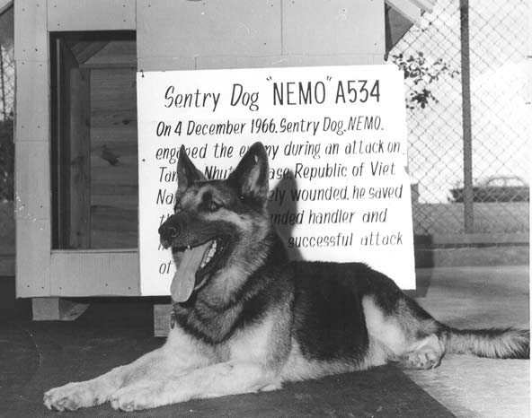 Nemo, a German Shepherd