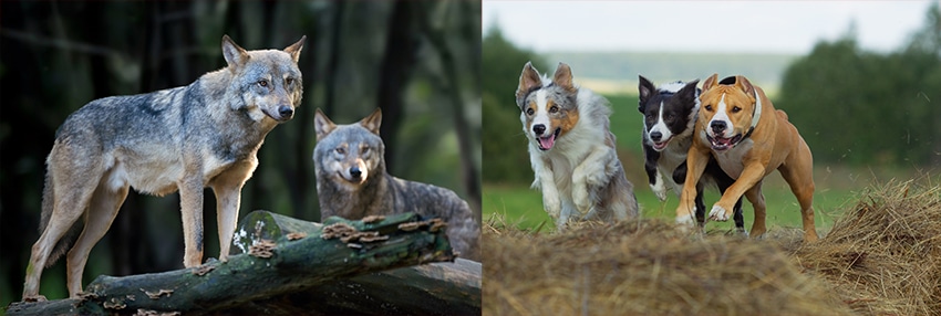 Wolf VS Dog: The History & Evolution of the Domestic Dog | FluentWoof