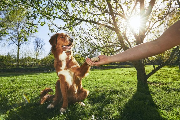 dog domestication human and dogs bond