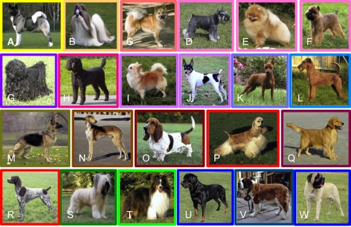 evolutionary tree of dog