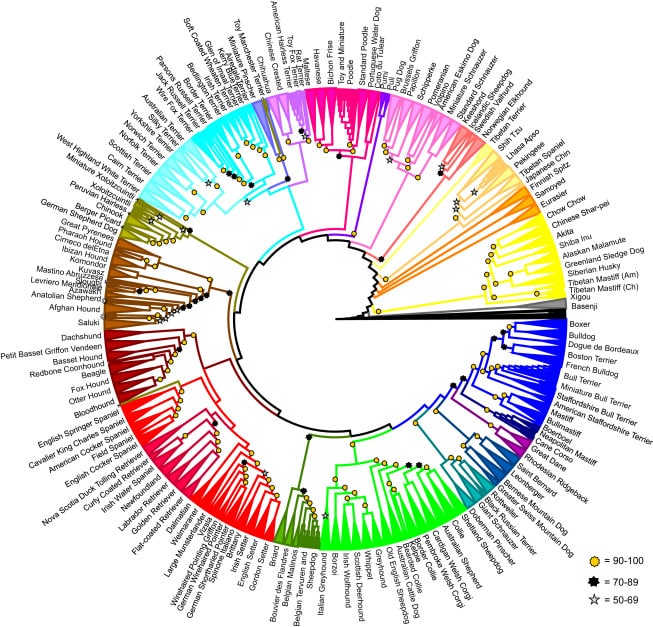 evolutionary tree of dog