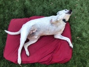 PawSheets the best dog bed cover