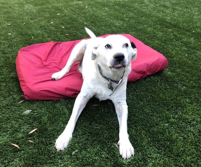 dog bed cover