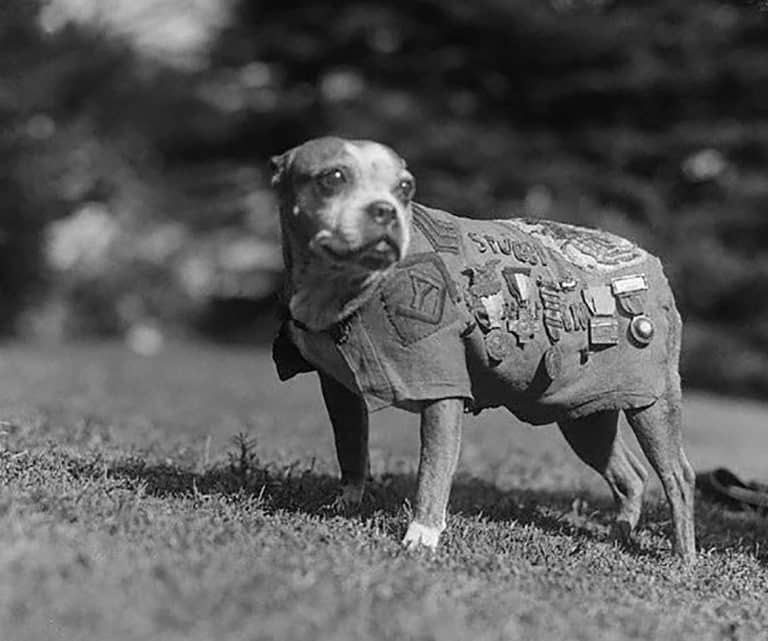 sergeant stubby