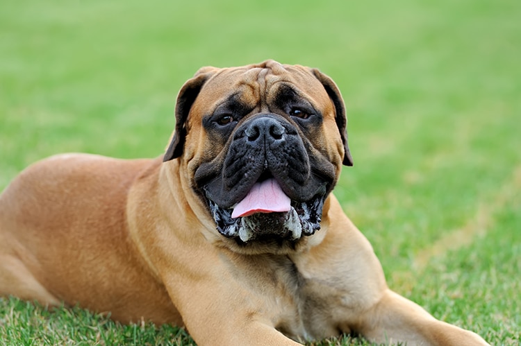 10 Dog Breeds with the Strongest Bite