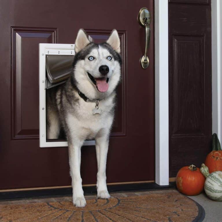 best dog door for cold weather