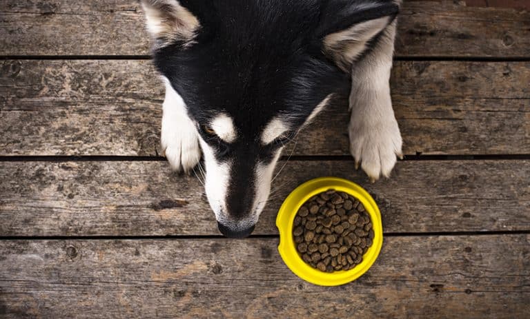 dog food to help with diarrhea