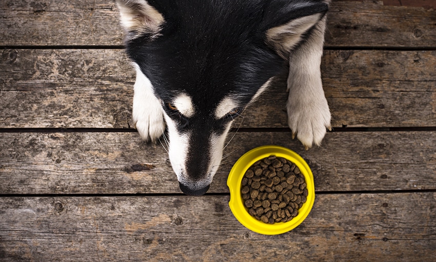 what helps a dog with a sensitive stomach