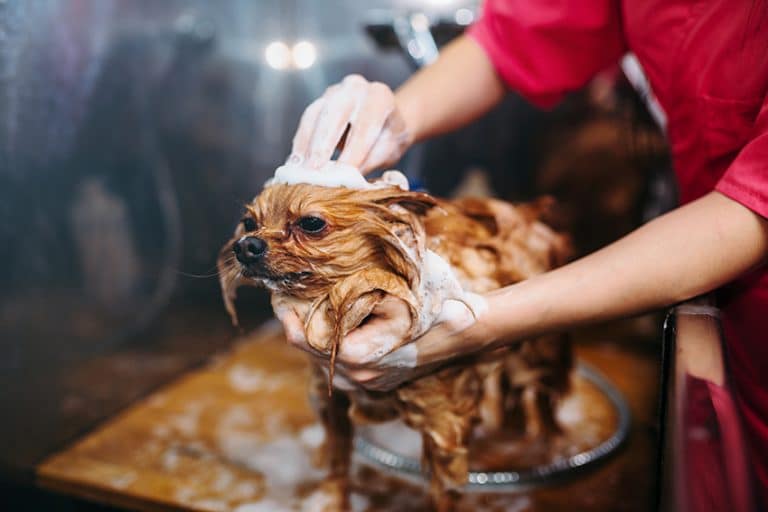 best dog shampoo for odor