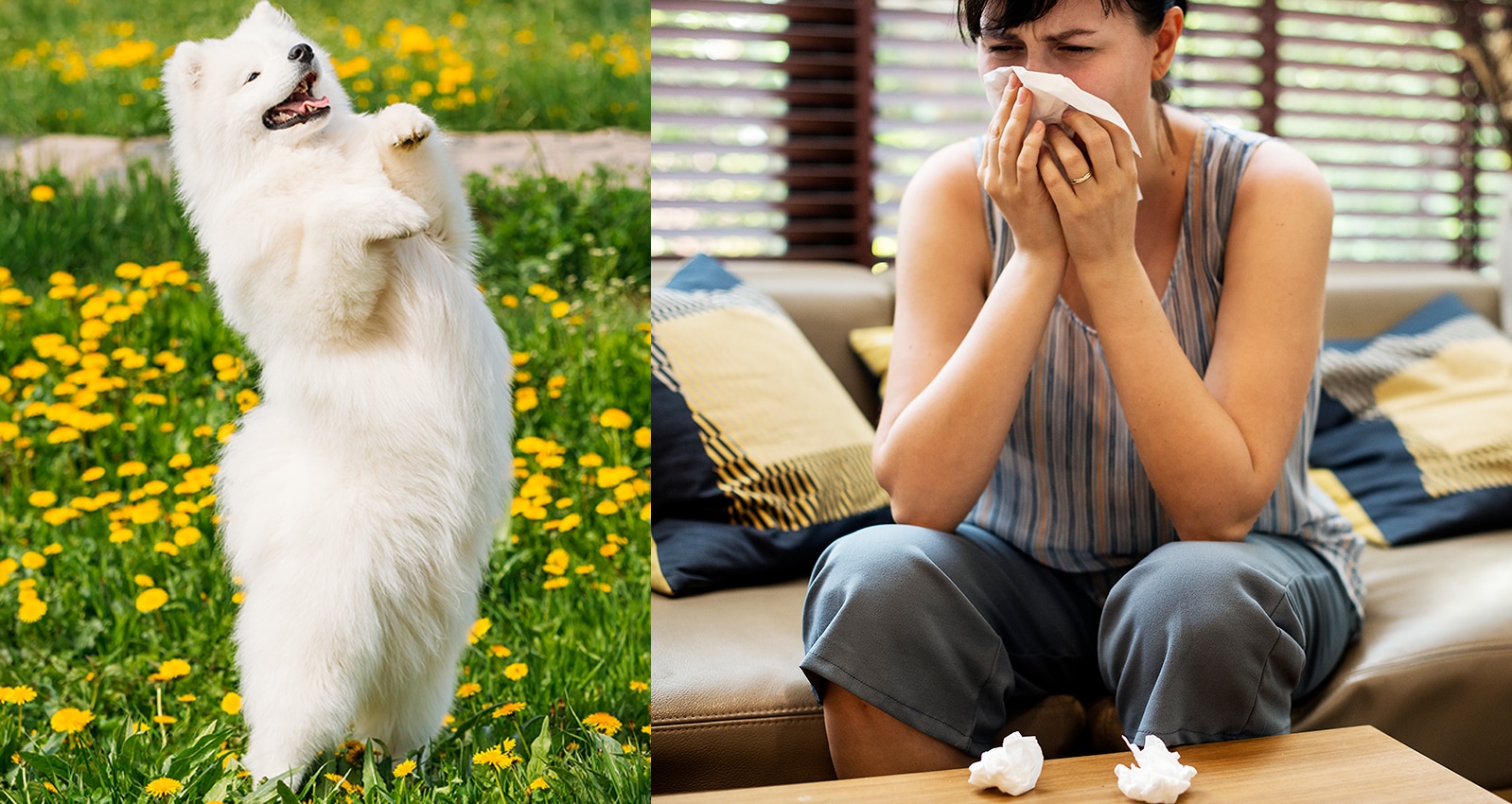 dog allergic to cat dander