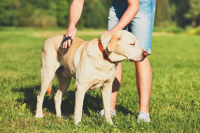 Dog Dander: The Ultimate Guide For Managing Dog Allergies