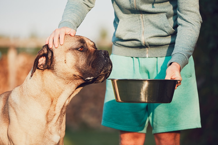 Best Dog Foods For Hypothyroidism